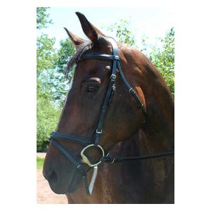 Henri De Rivel Pro Padded Dressage Bridle with Flash and Web Reins Henri de Rivel